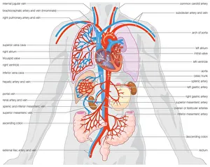 Human arterial supply and venous drainage of the organs Human arterial supply and venous drainage of the organs
