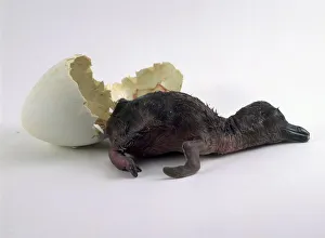Humboldt penguin (Spheniscus humboldti), hatchling beside broken egg shell Humboldt penguin (Spheniscus humboldti), hatchling beside broken egg shell