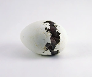 Humboldt penguin (Spheniscus humboldti) chick beginning to hatch, still inside egg Humboldt penguin (Spheniscus humboldti) chick beginning to hatch, still inside egg