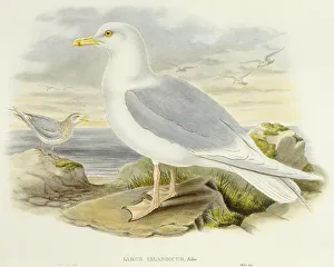Iceland gull (Larus glaucoides), Engraving by John Gould Iceland gull (Larus glaucoides), Engraving by John Gould