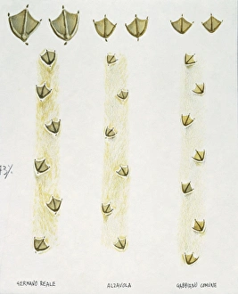 Illustration representing bird tracks of Mallard Duck Anas platyrhynchos, Common Teal Anas crecca Illustration representing bird tracks of Mallard Duck Anas platyrhynchos, Common Teal Anas crecca