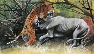 Illustration representing tiger attacking bovid Illustration representing tiger attacking bovid