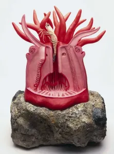 Anatomical Heart Model Prints: AppleMark