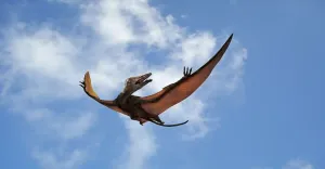 Illustrations 1 Prints: Eudimorphodon in Flight Print