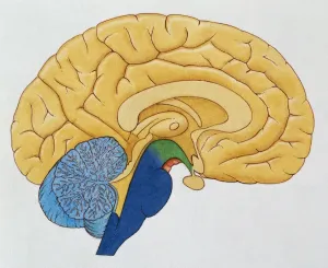 Illustrations 1 Prints: Human Brain Print