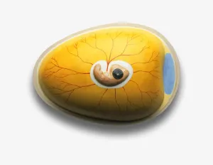 Chicken Embryo Development Prints: Model of chicken embryo developing inside egg