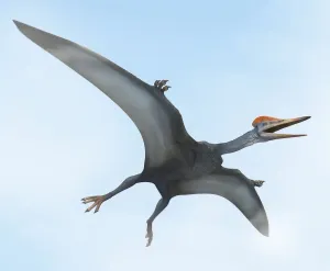 Illustrations 1 Prints: Pterodactylus Flight Print