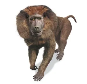 Earth Science Illustrations Prints: Theropithecus oswaldi, front view