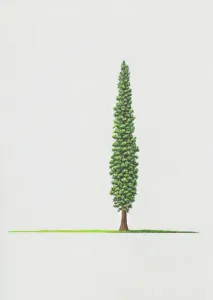 Illustrations 2 Prints: Syrian Juniper Print
