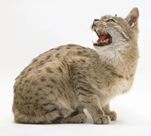 Indian Desert Cat (Felis silvestris ornata), sitting and turning its head backwards, baring its teeth, side view Indian Desert Cat (Felis silvestris ornata), sitting and turning its head backwards, baring its teeth, side view