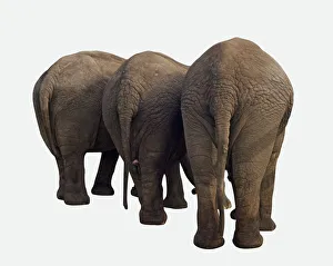 Three Indian elephants (Elephas maximus indicus) seen from behind Three Indian elephants (Elephas maximus indicus) seen from behind