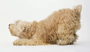Irish Soft-coated Wheaten Terrier (Canis familiaris) crouching, side view Irish Soft-coated Wheaten Terrier (Canis familiaris) crouching, side view