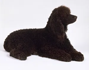 Domesticated Canines Prints: Irish water spaniel lying down