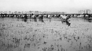 Italy. Lazio. Agro Pontino. Marshes Italy. Lazio. Agro Pontino. Marshes