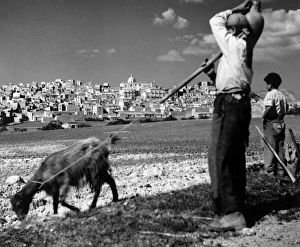 Italy. Sicily. Siculiana. Shepherd Italy. Sicily. Siculiana. Shepherd