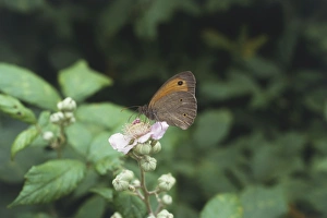 Italy, Southern Tuscany, Maremma region, Meadow Brown Butterfly (Maniola jurtina) feeding on wildflower, close-up Italy, Southern Tuscany, Maremma region, Meadow Brown Butterfly (Maniola jurtina) feeding on wildflower, close-up