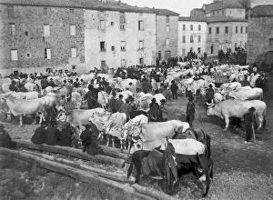 Italy. Tuscany. Chiusdino. Cattle Market Italy. Tuscany. Chiusdino. Cattle Market