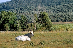 Italy. Tuscany. Maremma. Maremma Cow Italy. Tuscany. Maremma. Maremma Cow