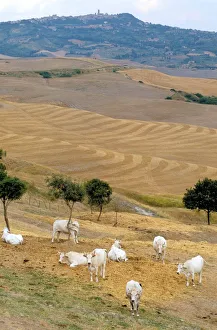 Italy. Tuscany. Maremma. Maremma Cows Italy. Tuscany. Maremma. Maremma Cows