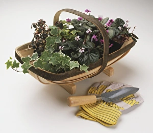 Ivy and Cyclamen in a trug, gardening gloves and a trowel Ivy and Cyclamen in a trug, gardening gloves and a trowel