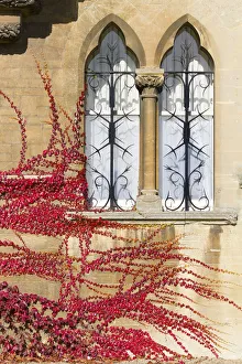 Ivy on the walls of Christ Church College, Oxford, in Autumn Ivy on the walls of Christ Church College, Oxford, in Autumn