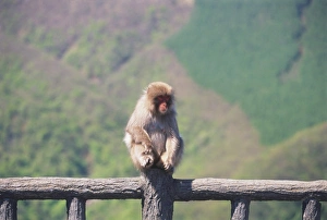 Japan, Northern Honshu, Nikki National Park, Macaca fuscata, Japanese Macaque monkey sitting on wooden post by roadside Japan, Northern Honshu, Nikki National Park, Macaca fuscata, Japanese Macaque monkey sitting on wooden post by roadside