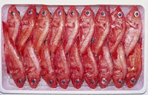 Japan, Tokyo, Tsukiji Fish Market, box of small red fish, overhead view Japan, Tokyo, Tsukiji Fish Market, box of small red fish, overhead view