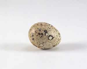 Japanese quail (Coturnix japonica) egg Japanese quail (Coturnix japonica) egg
