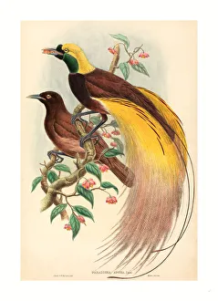 John Gould And W. Hart (british, 1804 - 1881 ), Bird Of Paradise (paradisea Apoda), Published 1875 1888 John Gould And W. Hart (british, 1804 - 1881 ), Bird Of Paradise (paradisea Apoda), Published 1875 1888