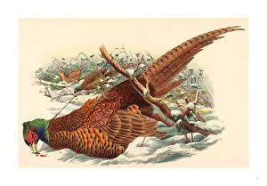 John Gould And W. Hart (british, Active 1851 1898 ), Phasianus Colchicus John Gould And W. Hart (british, Active 1851 1898 ), Phasianus Colchicus