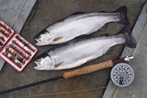 Two just-caught Rainbow Trouts left out to dry by fishing rod, close up Two just-caught Rainbow Trouts left out to dry by fishing rod, close up