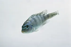Kennyi (Maylandia lombardoi), striped female Kennyi (Maylandia lombardoi), striped female