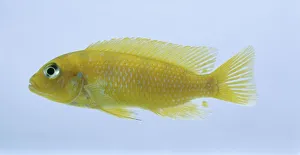 Kennyi (Maylandia lombardoi), yellow male Kennyi (Maylandia lombardoi), yellow male