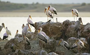 Kenya, Rift Valley, Lake Magadi, a group of Yellow-billed storks (Mycteria ibis Kenya, Rift Valley, Lake Magadi, a group of Yellow-billed storks (Mycteria ibis