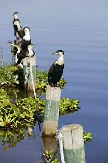 Lake Naivasha Collection: Kenya, Rift Valley, Lake Naivasha, White-breasted cormorants (Phalacrocorax lucidus)