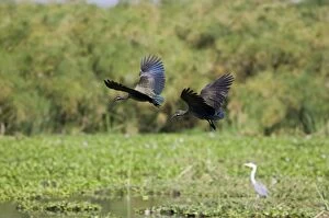 Lake Naivasha Collection: Kenya, Rift Valley, pair of Hadada ibises (Bostrychia hagedash)
