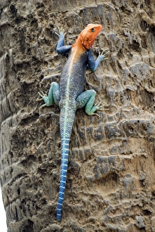 Kenya, Tsavo National Park, Agama (Agama agama), male animal, close-up Kenya, Tsavo National Park, Agama (Agama agama), male animal, close-up