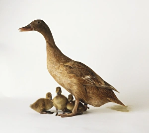 A Khaki Campbell duck with three ducklings A Khaki Campbell duck with three ducklings