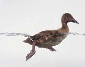Khaki Campbell duck swimming in Water Khaki Campbell duck swimming in Water