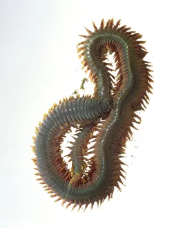 King Ragworm (Nereis virens) curled up King Ragworm (Nereis virens) curled up