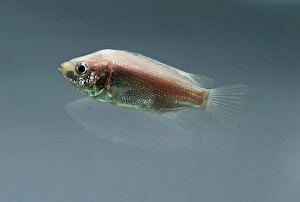 Kissing gourami (Helostoma temminckii), side view Kissing gourami (Helostoma temminckii), side view