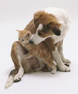 Animal Friendship Images Prints: A kitten crawling over a dog