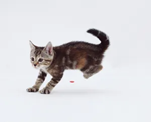 Playful Kittens Prints: Kitten about to pounce