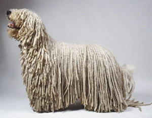 Komondor dog (Canis familiaris), displaying distinctive corded coat, standing, side view Komondor dog (Canis familiaris), displaying distinctive corded coat, standing, side view