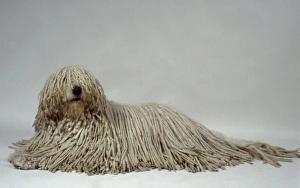 Komondor showing long white corded coat, lying down Komondor showing long white corded coat, lying down
