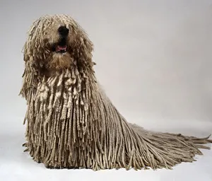 A Komondor with a thick heavy white or cream corded coat, sitting on its haunches A Komondor with a thick heavy white or cream corded coat, sitting on its haunches
