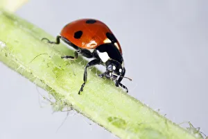 White Background Insect Photos Prints: Ladybird crawling on stem
