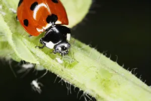Ladybird feeding on greenflies (aphids), close-up Ladybird feeding on greenflies (aphids), close-up