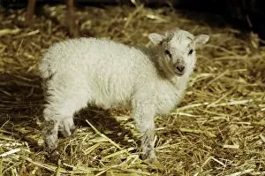 Images Dated 1st January 2006: Lamb in barn