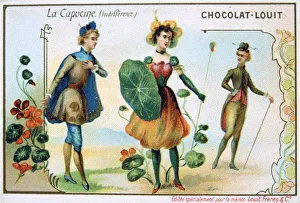 The Language of Flowers. Nasturtium - Tropaeolum majus. Indifference. Trade Card The Language of Flowers. Nasturtium - Tropaeolum majus. Indifference. Trade Card